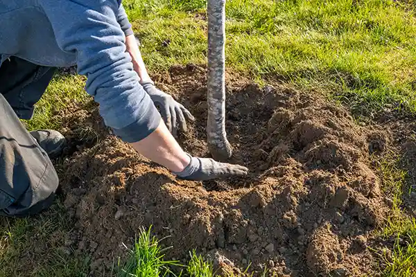 Plantation arbres à Issoire par DTR-paysage