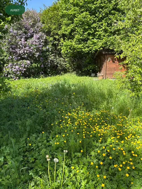 Jardin envahi avant debroussaillage dans le Puy-de-Dome