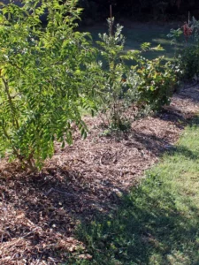 Massif arbustif paillé et entretenu dans un jardin