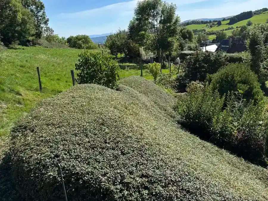 Haie après taille avec finitions réalisées dans un jardin du Puy-de-Dôme
