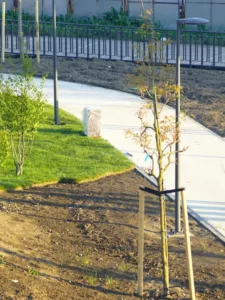 Jeunes arbres et arbustes récemment plantés