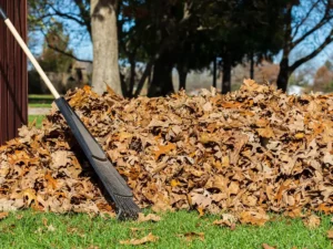 Ramassage de feuilles dans le Puy-de-Dôme