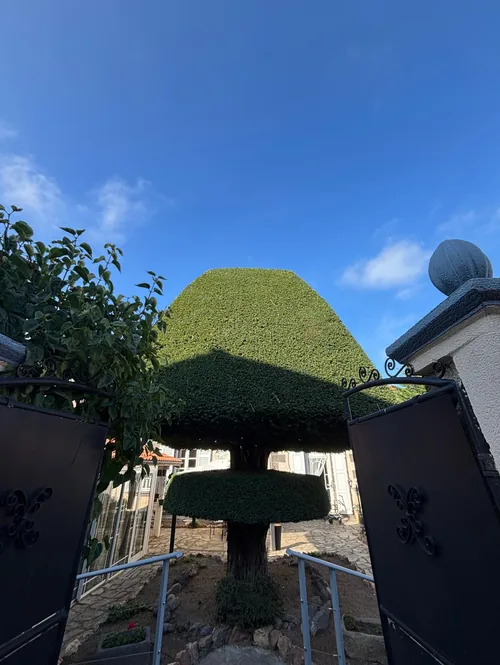 If taillé en forme dans un jardin à Chamalières