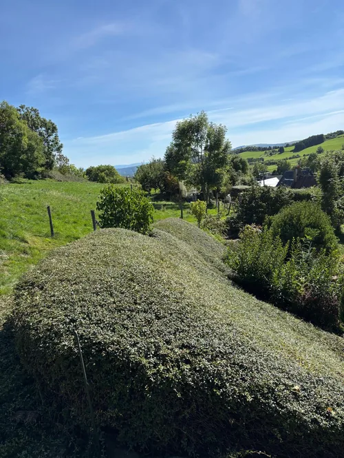 Talus entretenu apres debroussaillage dans le Puy-de-Dome