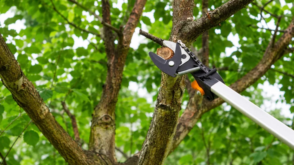 Taille d’une branche avec un élagueur télescopique dans le Puy-de-Dôme