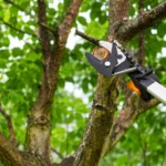 Taille d’une branche avec un élagueur télescopique dans le Puy-de-Dôme