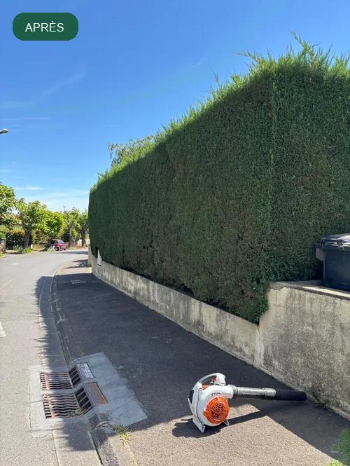 Haie taillée après intervention de DTR Paysage