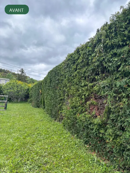 Haie dense avant intervention de taille dans le Puy-de-Dôme