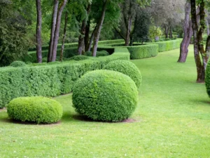 Haies taillées dans un jardin du Puy-de-Dôme