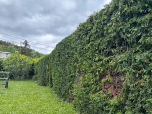 Haie végétale entretenue après une taille de haies dans le Puy-de-Dôme