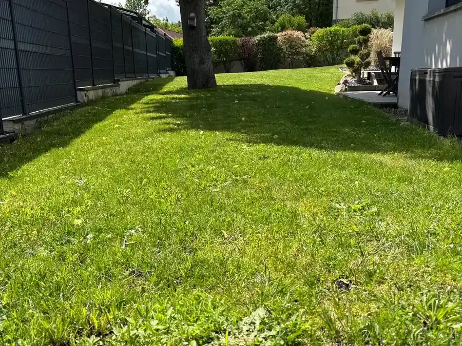Pelouse haute remise en état après une tonte dans le Puy-de-Dôme