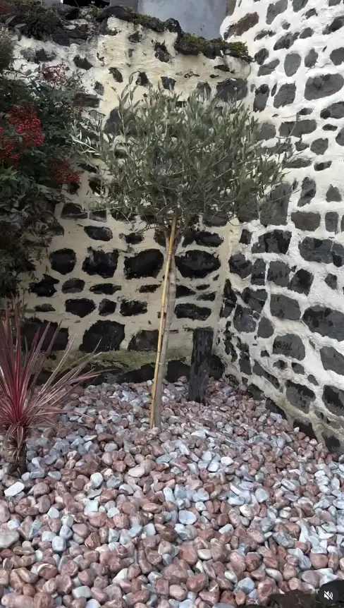 Plantation mise en valeur dans un massif minéral à Châteaugay