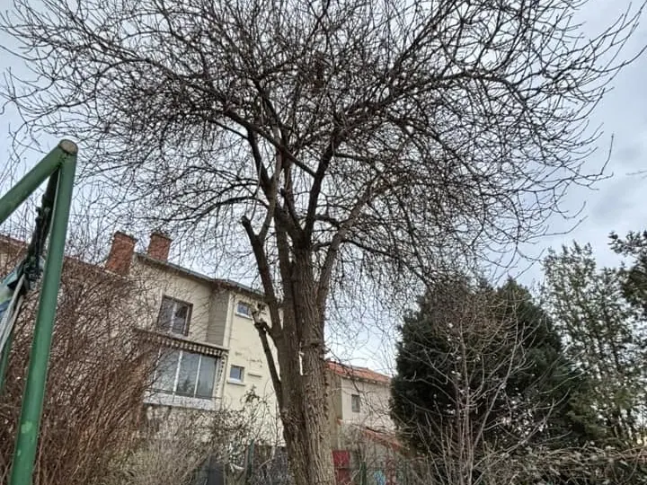 Sureau avant démontage dans un jardin à Clermont-Ferrand