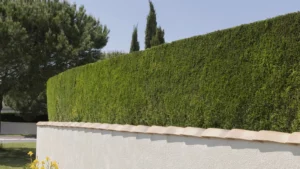Haie de jardin taillée dans le Puy-de-Dôme