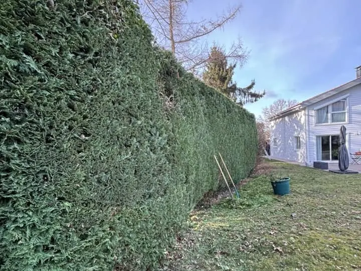 Haie de cyprès entretenue et taillée à Charade