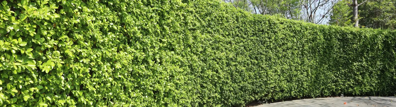 Haie taillée dans un jardin du Puy-de-Dôme