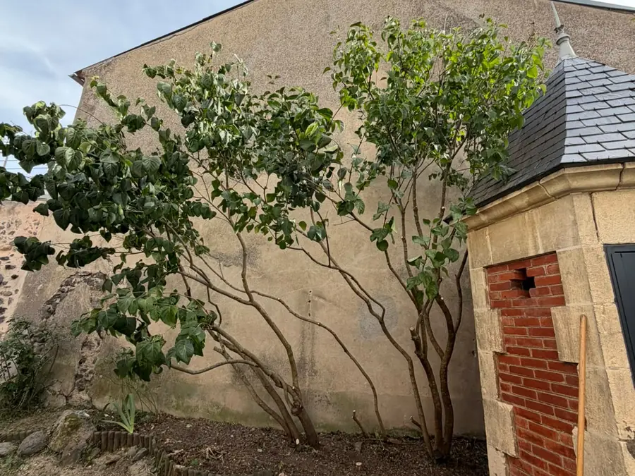 Lilas après taille dans un jardin au Crest