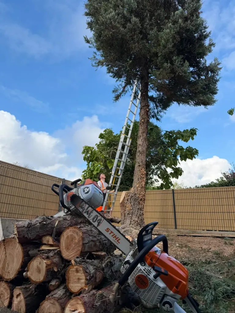 Abattage progressif d’un arbre dans un jardin à Romagnat