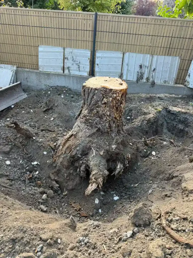 Souche d’arbre avant extraction mécanique à Romagnat